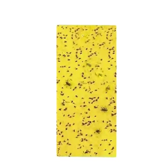 Wavar A5 Yellow + Blue Insect Sticky Trap — 25 Pcs